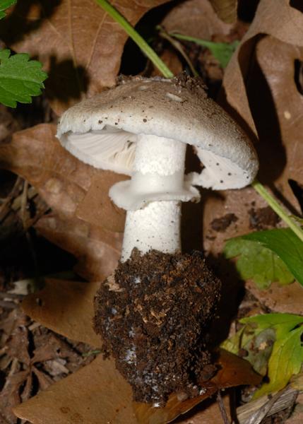 Leucoagaricus  wichanskyi 01.jpg