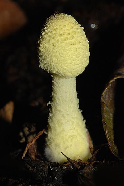 Leucocoprinus-flos-sulphuris-03.jpg