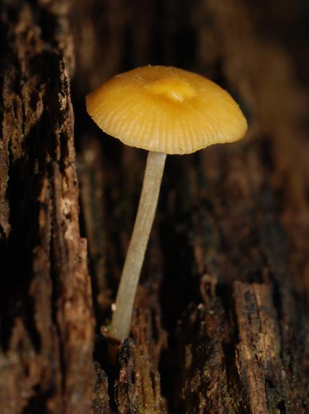 Pluteus-variabilicolor-02.jpg