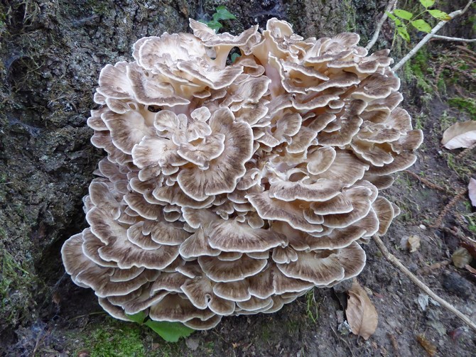 Risultati immagini per Grifola frondosa
