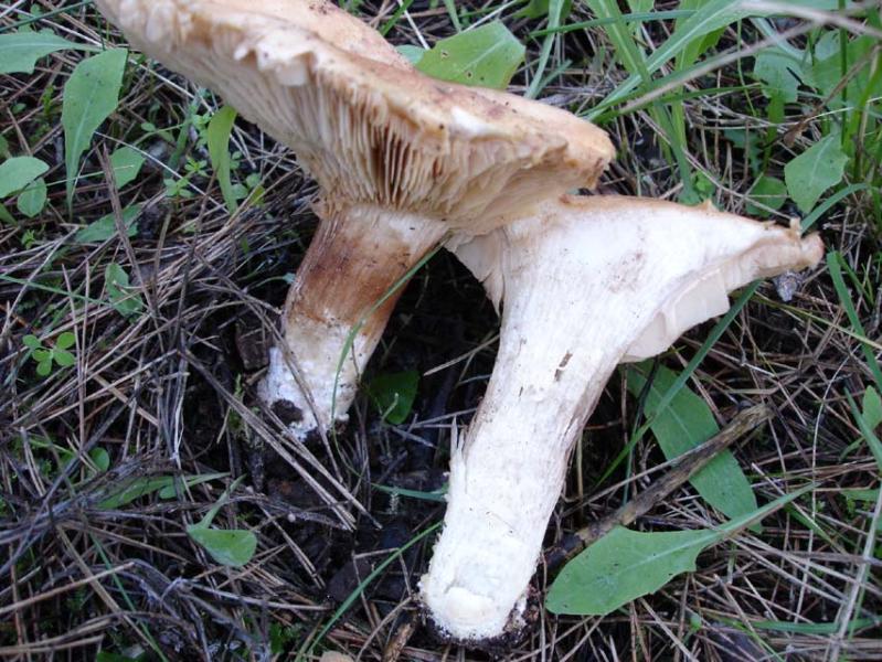 Eliminazione di mezzi di un fungo in un bagno