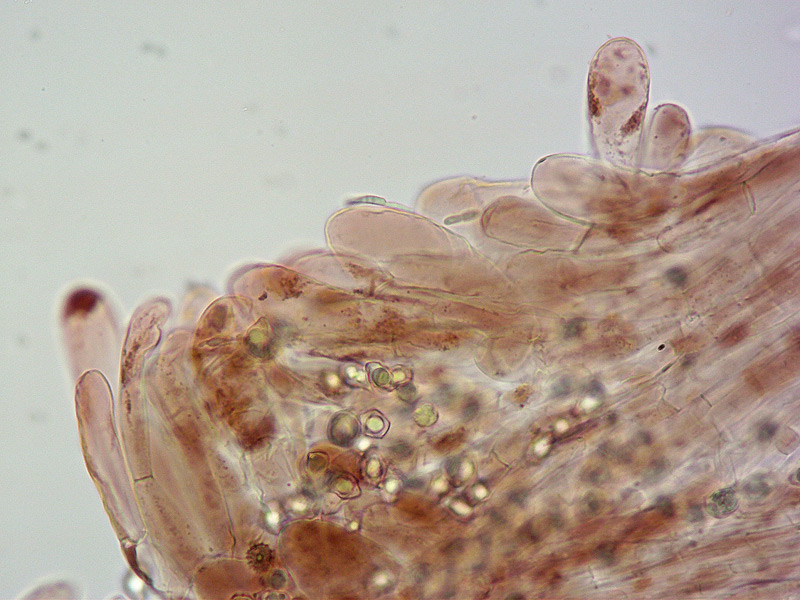 Entoloma-asprellum-23-Cuticola-400x.jpg