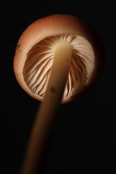 Entoloma-roseum-15.jpg