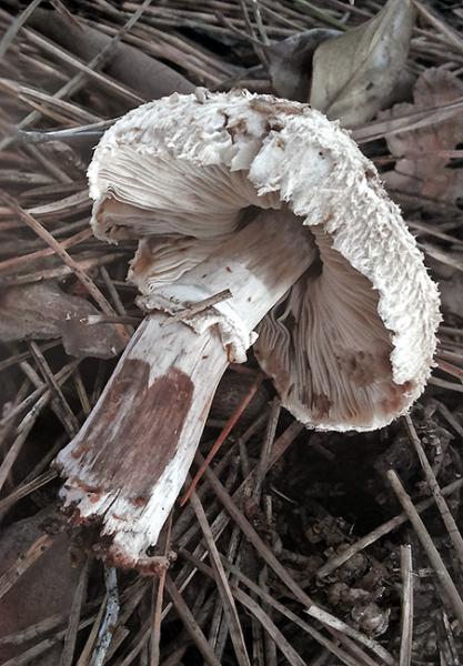 Chlorophyllum-brunneum-03-4.jpg