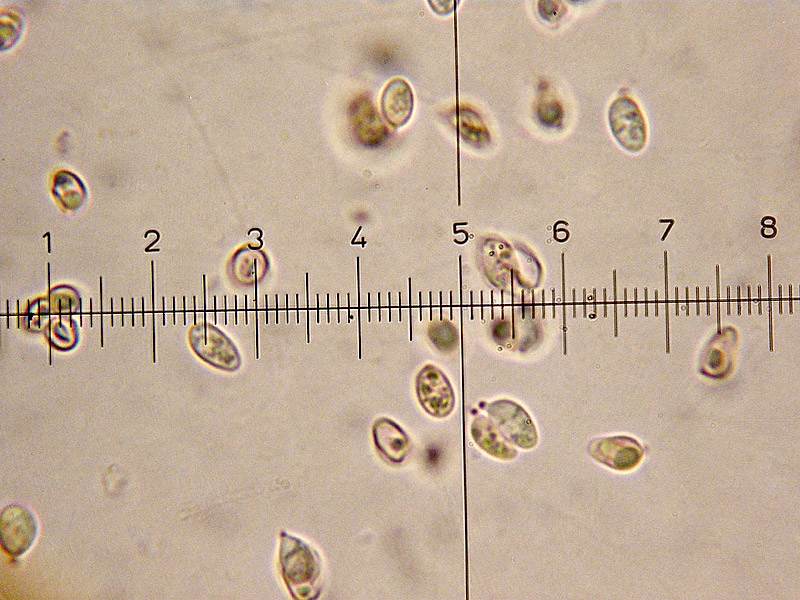 Lepiota-lilacea-12-Spore.jpg