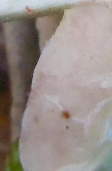 post-33886-0-62019300-1419270112_thumb.jpg