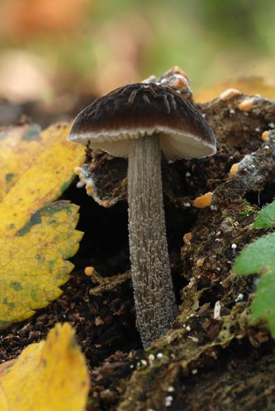 Pluteus-thomsonii-A-16-TL20151115-03.jpg