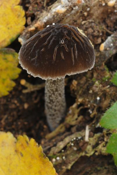 Pluteus-thomsonii-A-10-TL20151115-03.jpg