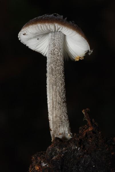 Pluteus-thomsonii-A-19-TL20151115-03.jpg