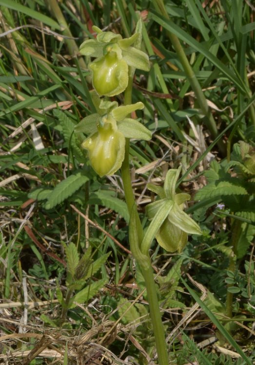 Ophrys sphegodes subsp. sphegodes chlorantha. 1.jpg