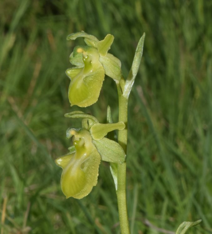 Ophrys sphegodes subsp. sphegodes chlorantha. 2.jpg