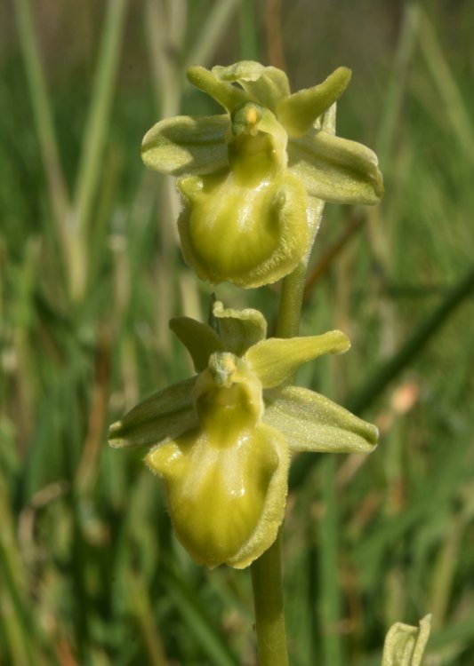 Ophrys sphegodes subsp. sphegodes chlorantha. 3.jpg