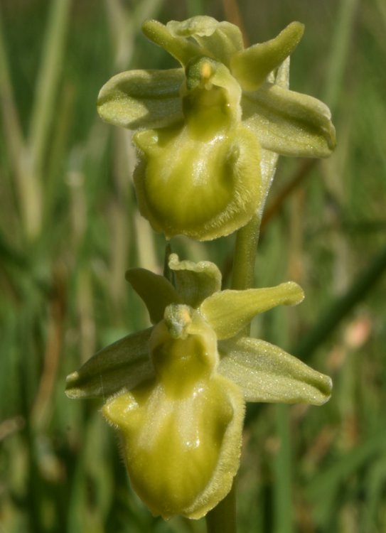 Ophrys sphegodes subsp. sphegodes chlorantha. 4.jpg