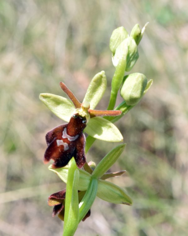 Ophrys x hibrida Pocorny ( O. insectifera L. x O. sphegodes subsp. sphegodes. 1.jpg