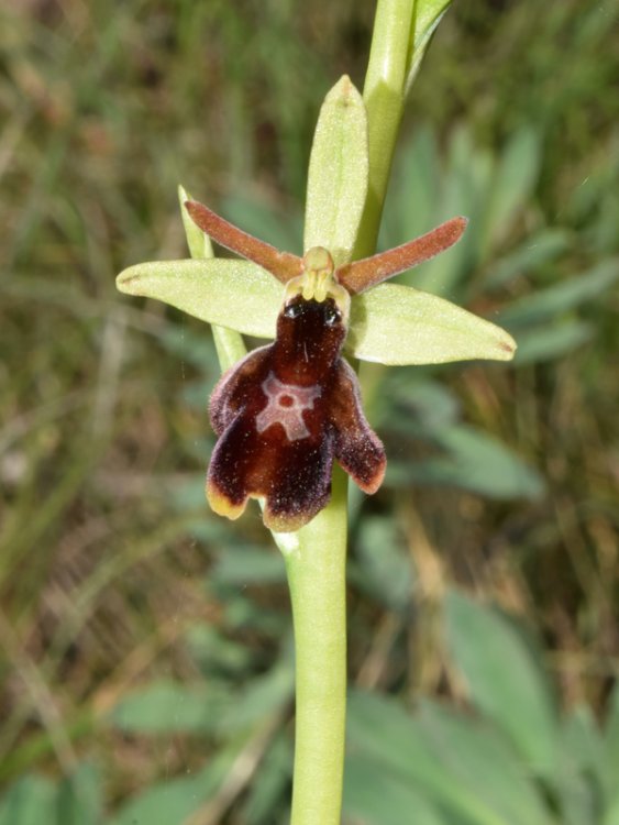 Ophrys x hibrida Pocorny ( O. insectifera L. x O. sphegodes subsp. sphegodes. 2.jpg