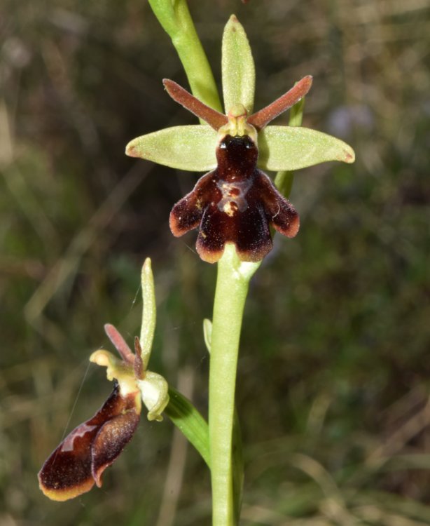 Ophrys x hibrida Pocorny ( O. insectifera L. x O. sphegodes subsp. sphegodes. 3.jpg