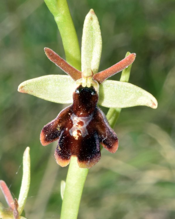 Ophrys x hibrida Pocorny ( O. insectifera L. x O. sphegodes subsp. sphegodes. 4.jpg
