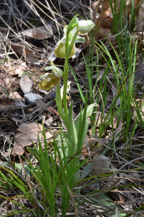 Ophrys bertolonii subsp. benacensis apocromica. 1.jpg
