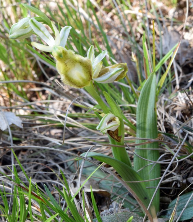 Ophrys bertolonii subsp. benacensis apocromica. 2.jpg