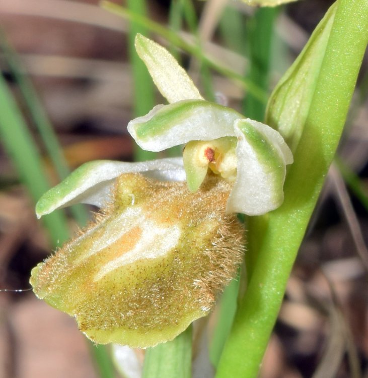 Ophrys bertolonii subsp. benacensis apocromica. 3.jpg