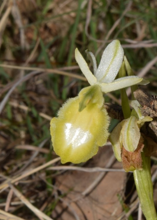 Ophrys bertolonii subsp. benacensis apocromica. 4.jpg