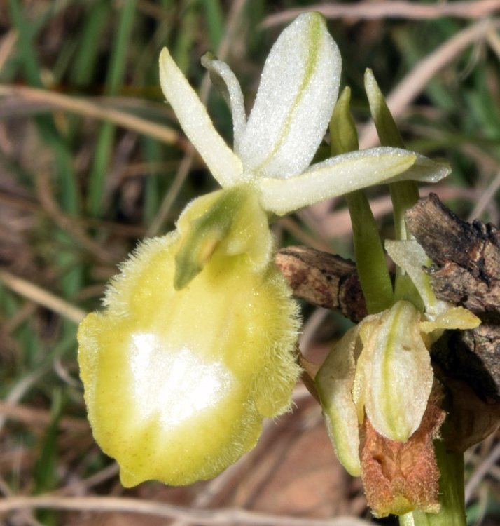 Ophrys bertolonii subsp. benacensis apocromica. 5.jpg