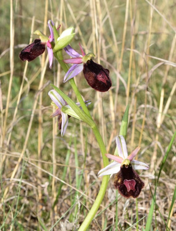 Ophrys bertolonii subsp. benacensis (Reisigl) P. Delforge. 1.jpg