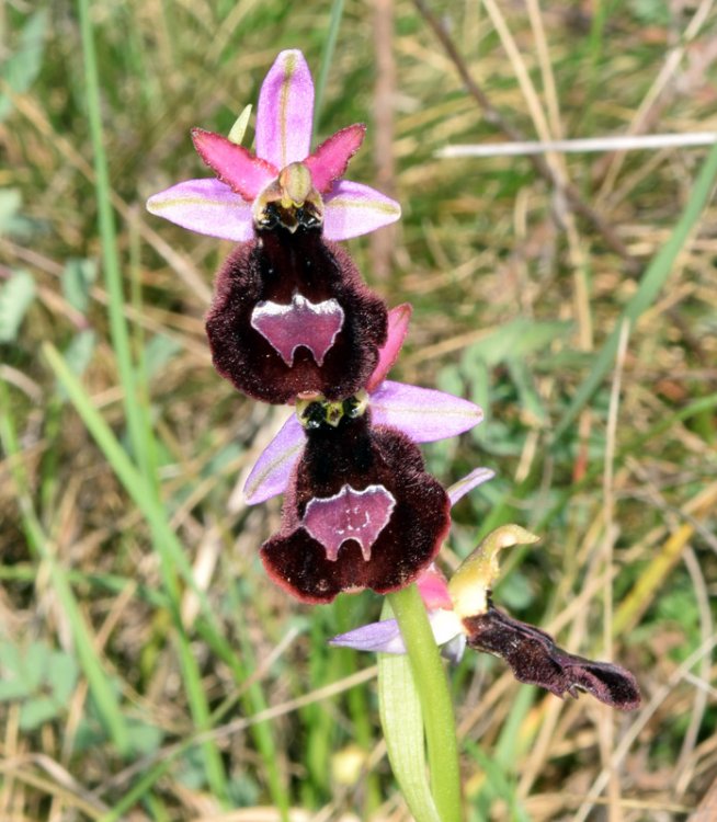 Ophrys bertolonii subsp. benacensis (Reisigl) P. Delforge. 3.jpg