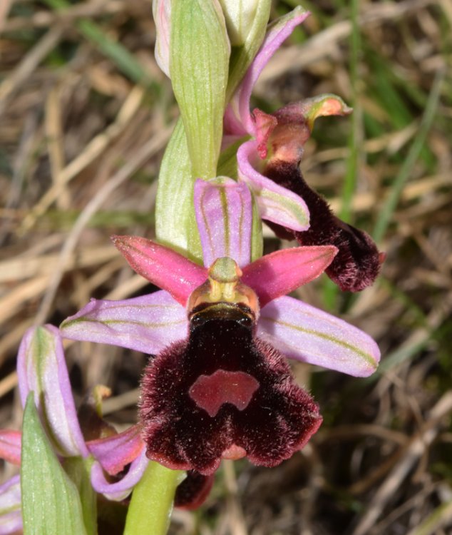 Ophrys bertolonii subsp. benacensis (Reisigl) P. Delforge. 4.jpg