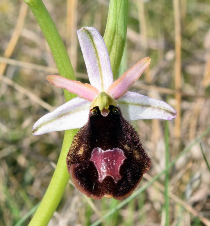 Ophrys bertolonii subsp. benacensis (Reisigl) P. Delforge. 5.jpg