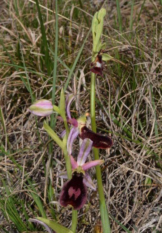 Ophrys bertolonii subsp. benacensis (Reisigl) P. Delforge. 6.jpg