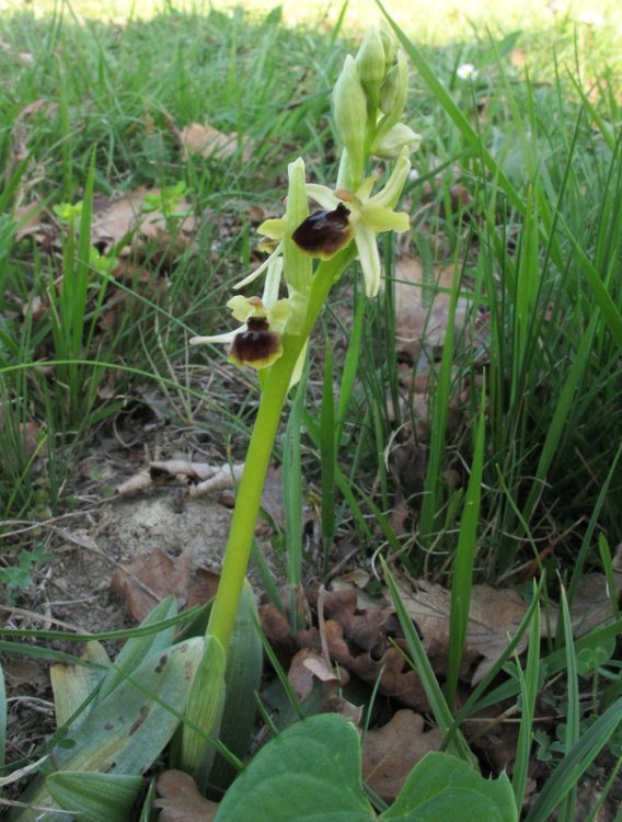 Ophrys sphegodes subsp. minipassionis (Romolini & Soca) Biagioli & Grùnanger. 1.jpg