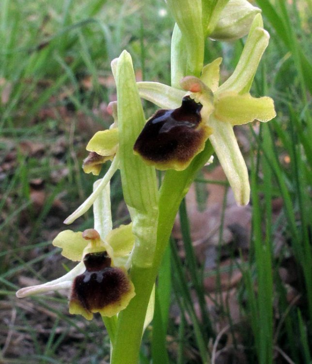 Ophrys sphegodes subsp. minipassionis (Romolini & Soca) Biagioli & Grùnanger. 2.jpg