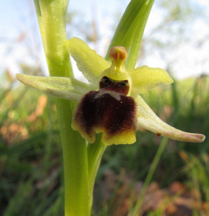 Ophrys sphegodes subsp. minipassionis (Romolini & Soca) Biagioli & Grùnanger. 3.jpg