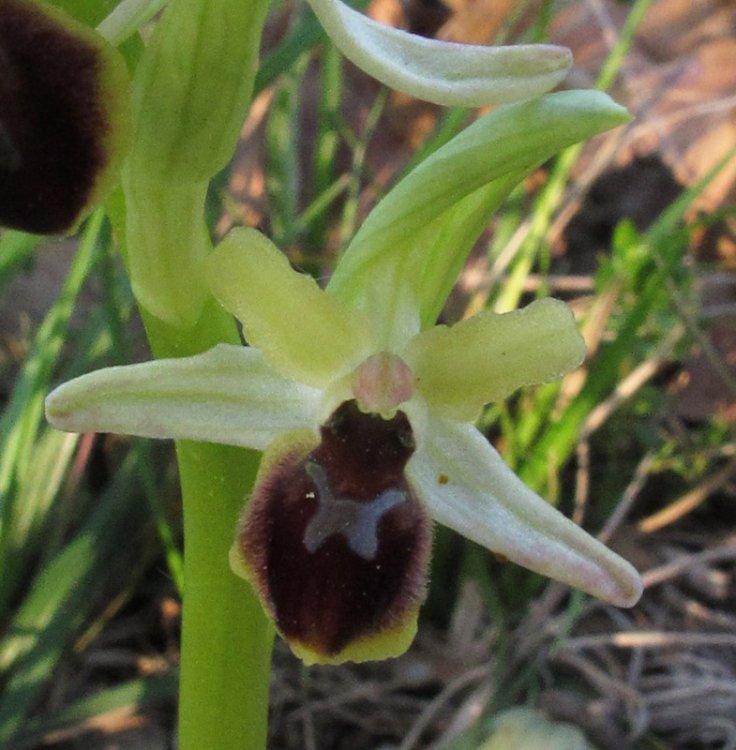 Ophrys sphegodes subsp. minipassionis (Romolini & Soca) Biagioli & Grùnanger. 4.jpg