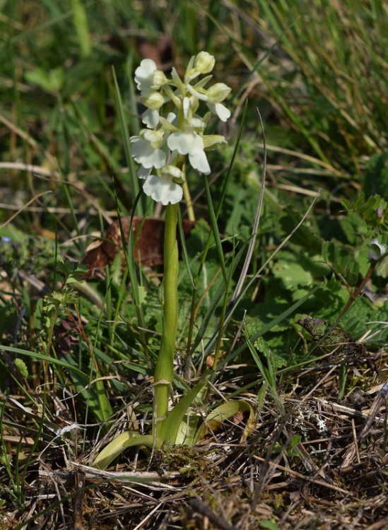 Anacamptis morio (L.) R.M. Bateman, Pridgeon & M.W. Chase 1997. 1 apocromica.jpg