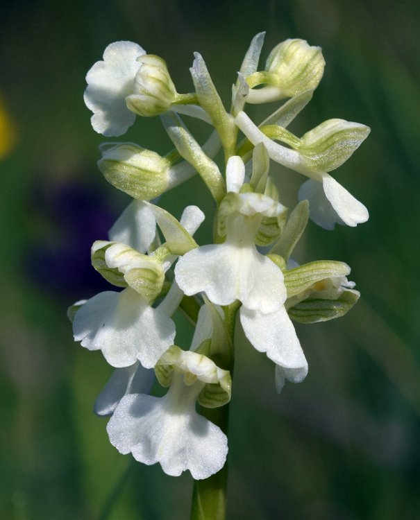 Anacamptis morio (L.) R.M. Bateman, Pridgeon & M.W. Chase 1997. apocromica.jpg