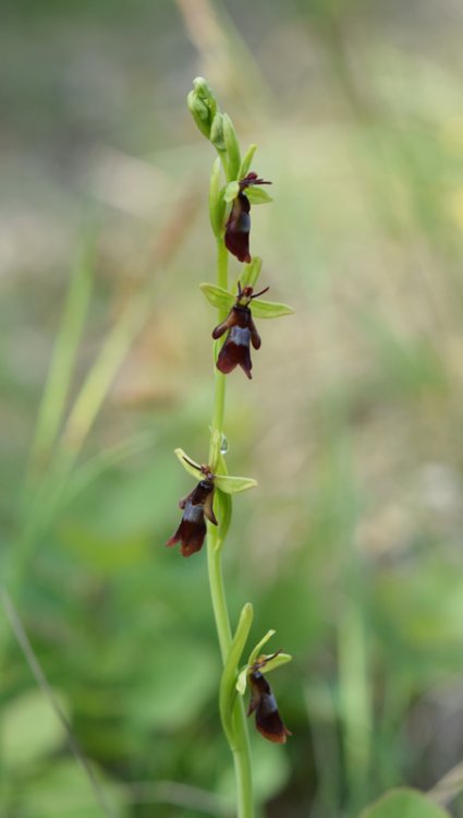 Ophrys insctifera L. 1753. 2.jpg