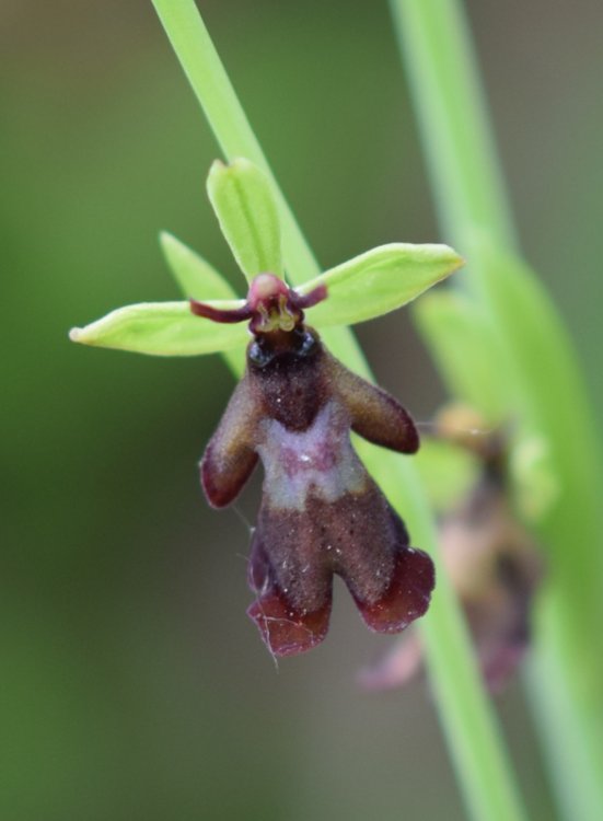 Ophrys insctifera L. 1753. 4.jpg