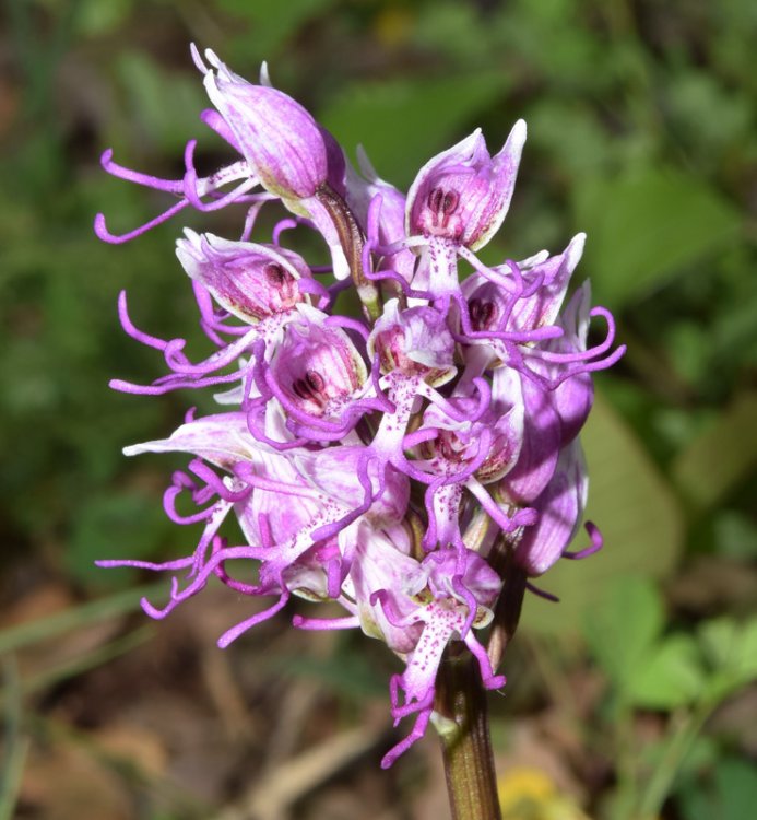 Orchis simia Lam. 1779. 2.jpg