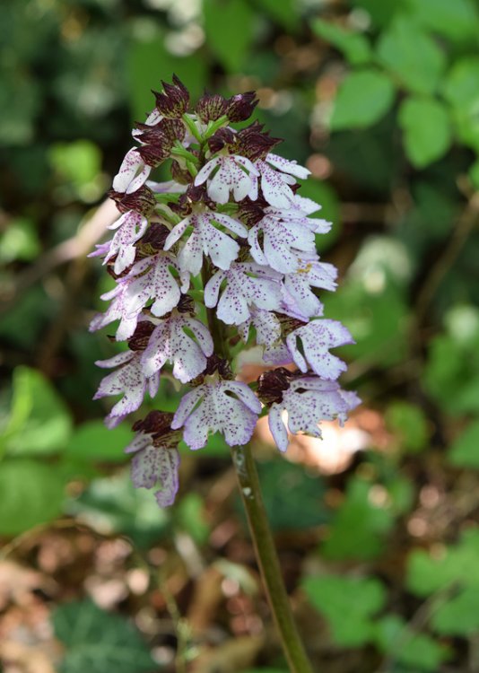 Orchis purpurea Huds. 1762. 1.jpg