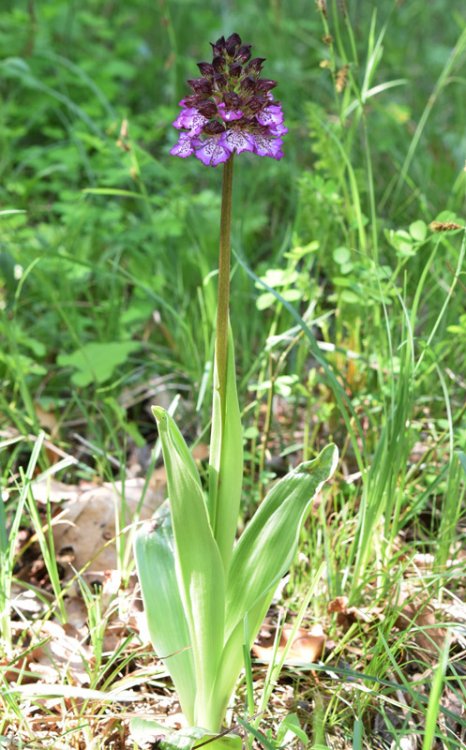 Orchis purpurea Huds. 1762. 2.jpg