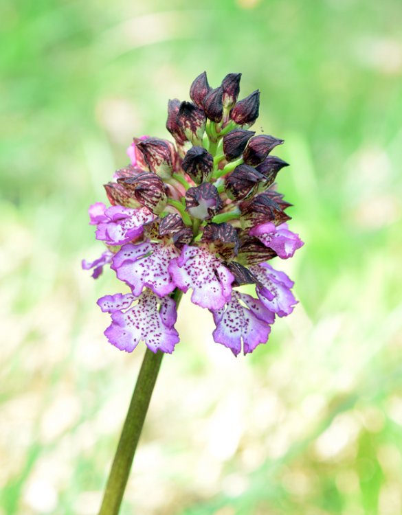 Orchis purpurea Huds. 1762. 3.jpg