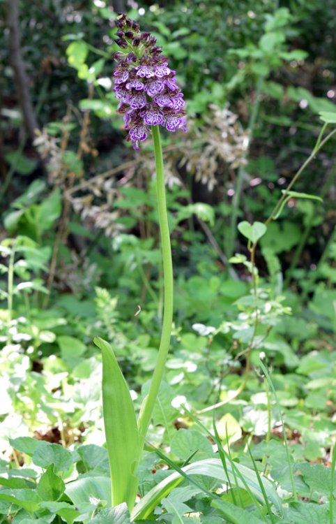 Orchis purpurea Huds. 1762. 4.jpg