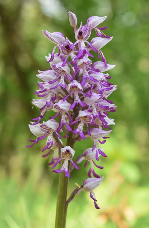 Orchis x Beyrichii ( Orchis militaris x Orchis simia) 2.jpg