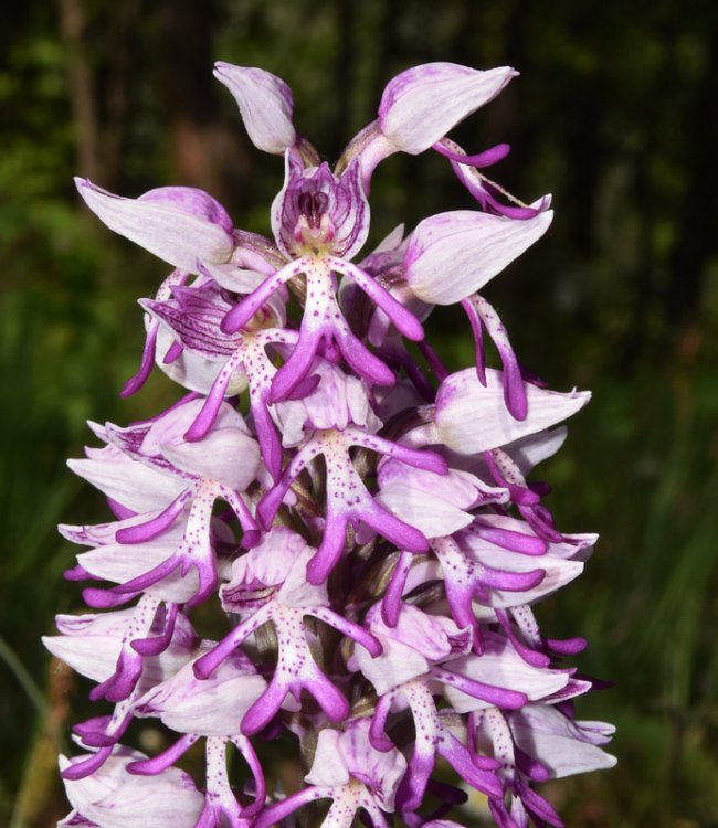 Orchis x Beyrichii ( Orchis militaris x Orchis simia) 3.jpg