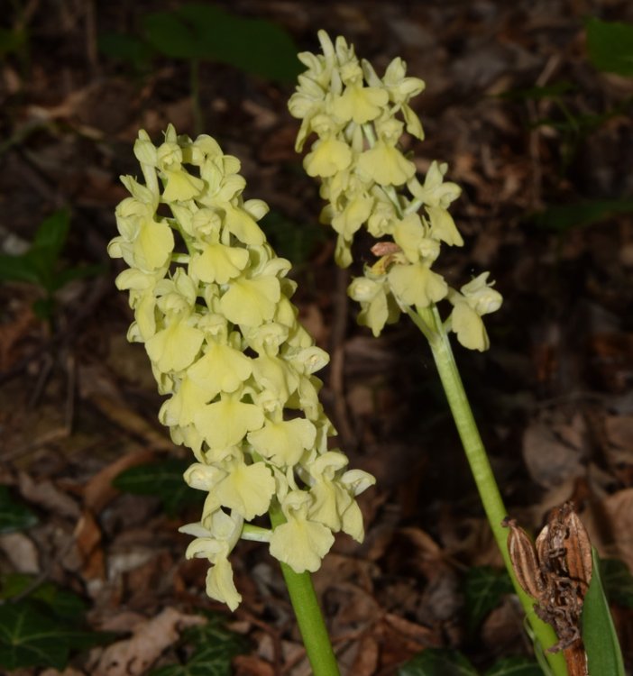 Orchis pallens L. 1771. 2.jpg