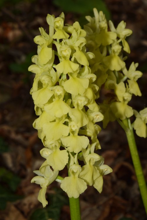 Orchis pallens L. 1771. 3.jpg