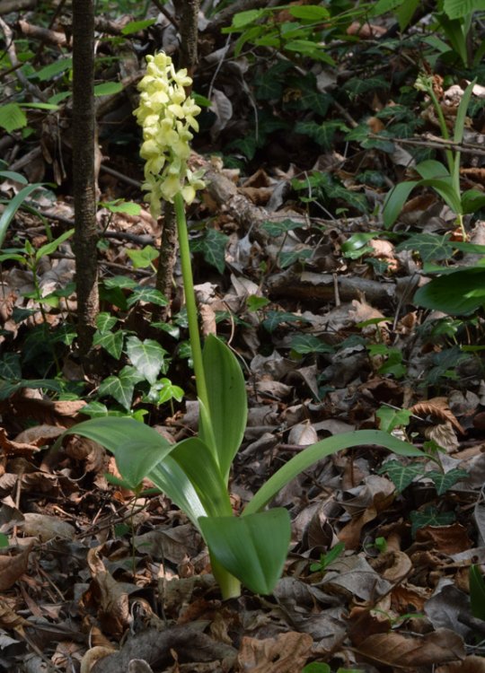 Orchis pallens L. 1771. 4.jpg