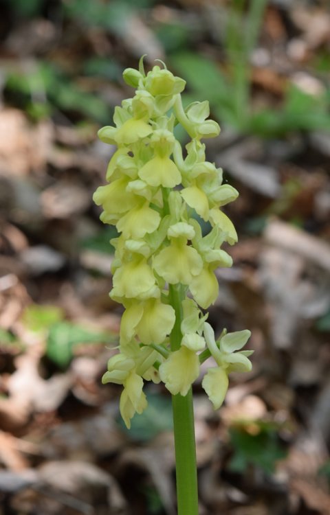 Orchis pallens L. 1771. 5.jpg